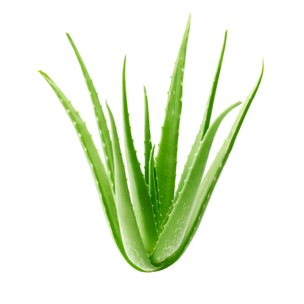 Aloe Vera Juice