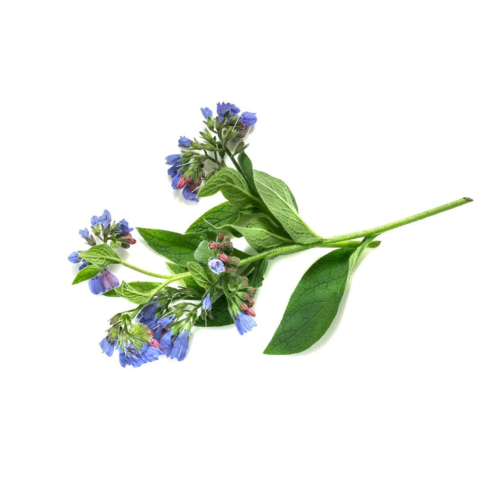 Comfrey Cellular Extract