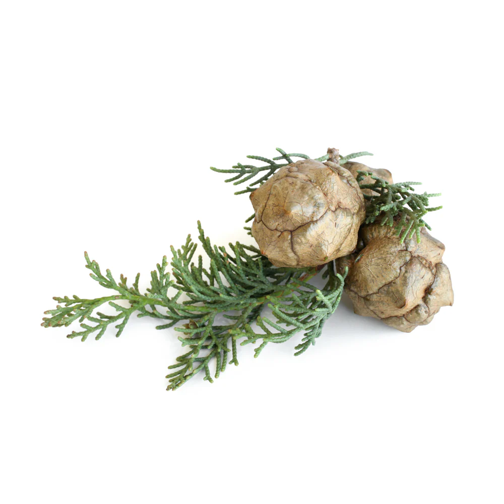 Cypress, Blue Essential Oil