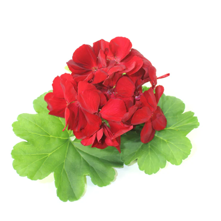 Geranium Essential Oil