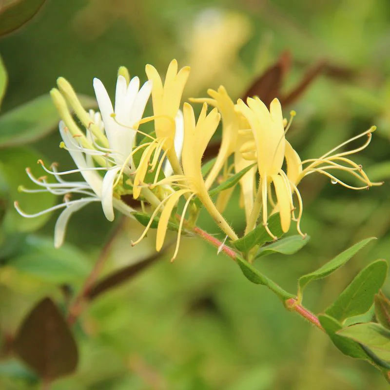Honeysuckle Jasmine Fragrance