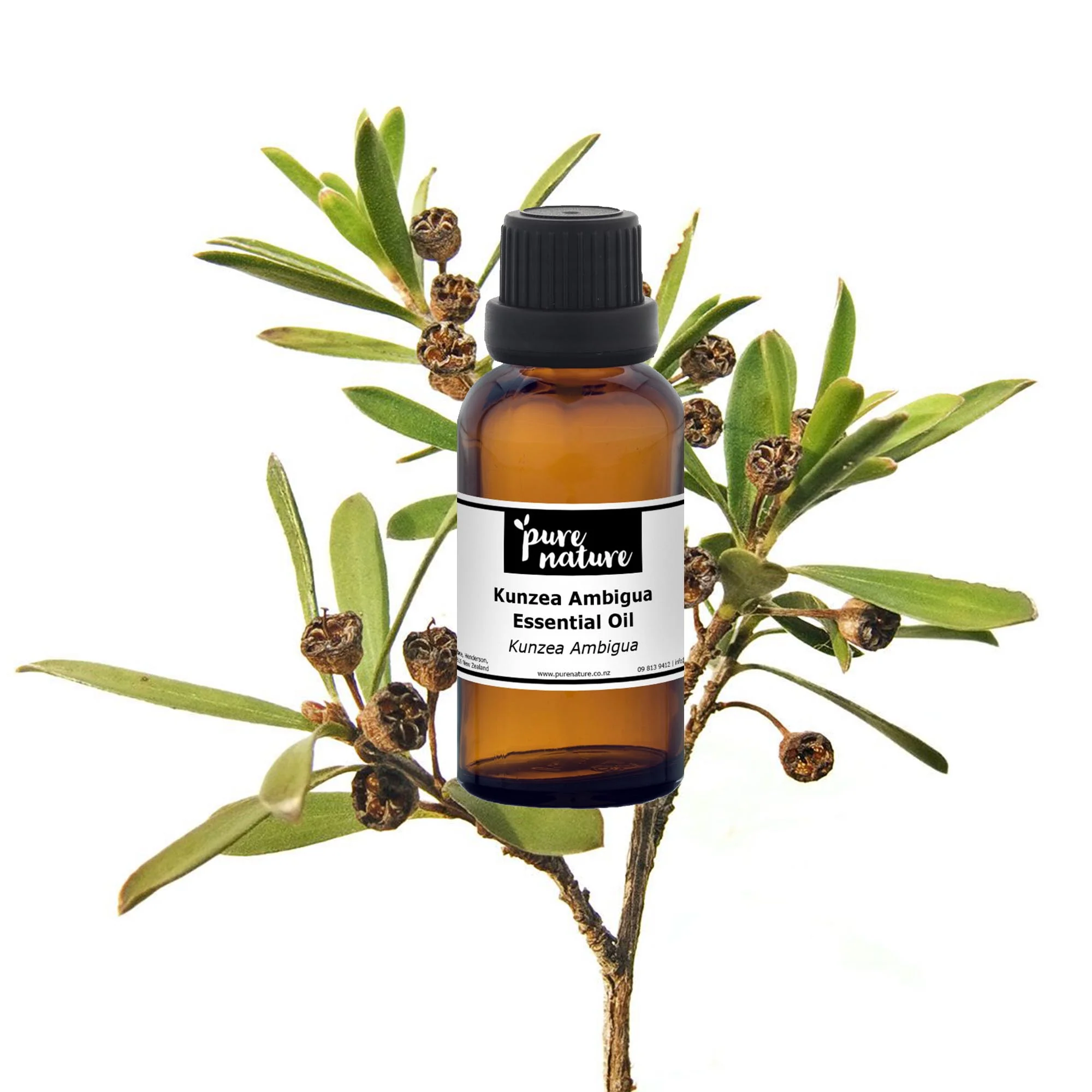 Kunzea Ambigua Essential Oil - Image 2