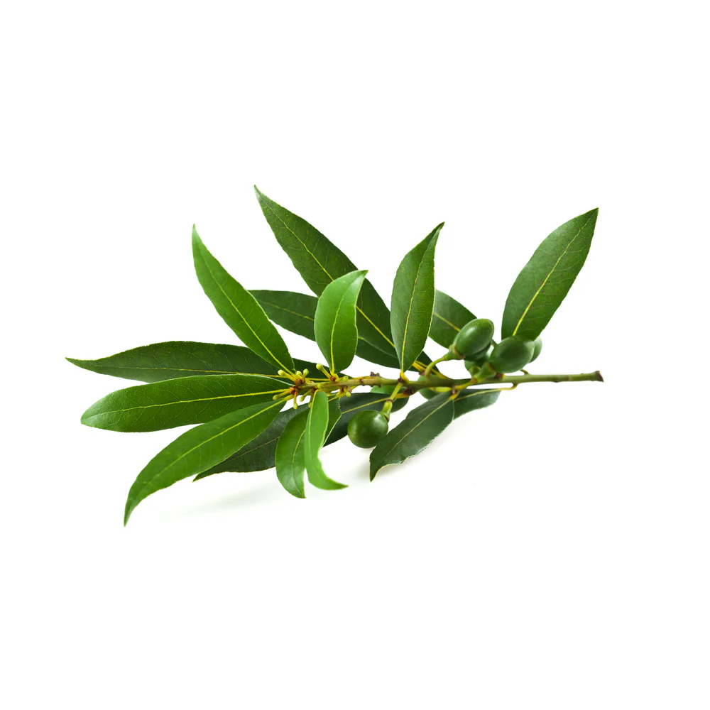 Bay Laurel Essential Oil