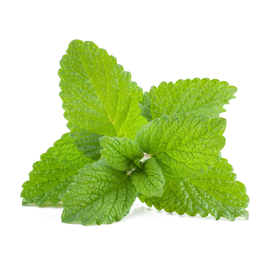 Melissa (Lemon Balm) Essential Oil