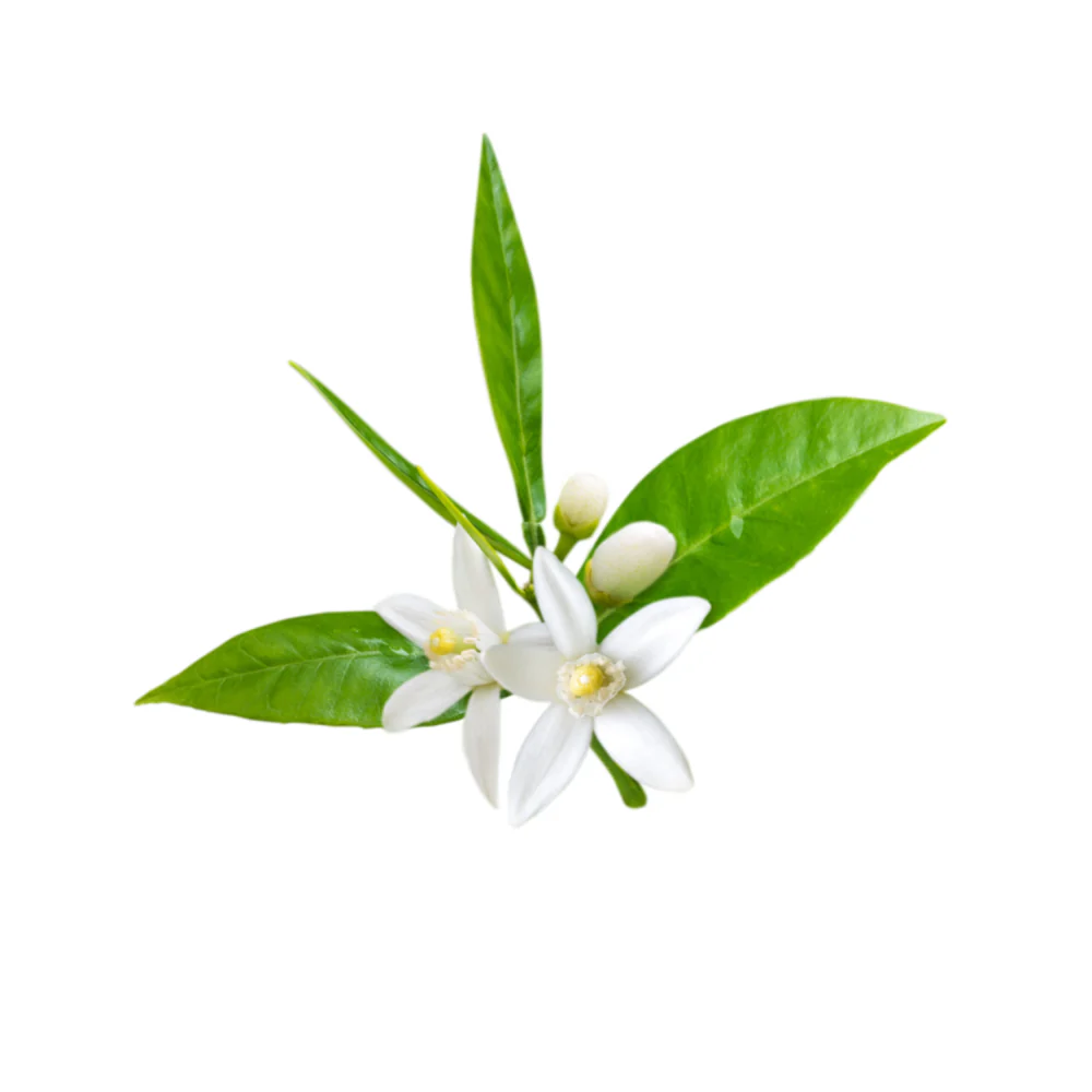 Neroli, Bigarade Essential Oil
