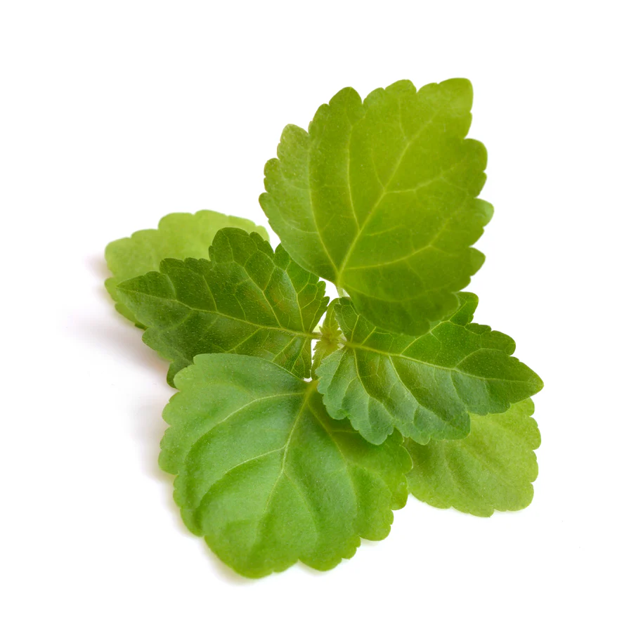 Patchouli - Cosmetic Grade Oil