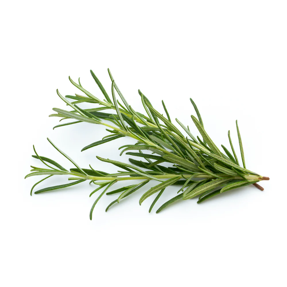 Rosemary Oleoresin